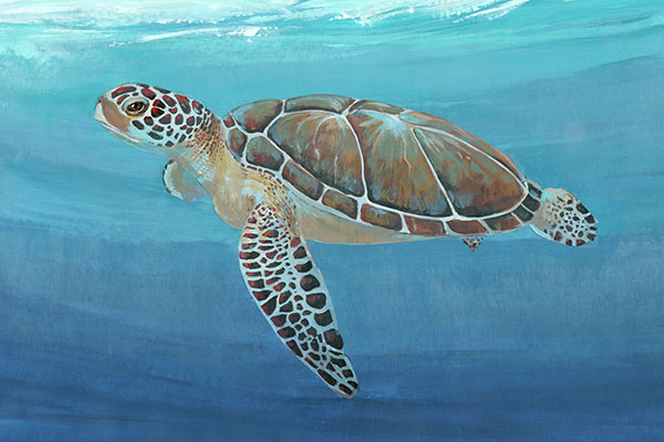 Ocean Sea Turtle II